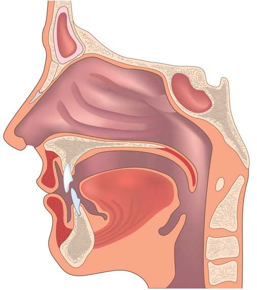 ENT Cosultants - nose and throat diagram